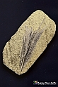 VBS_9078 - Museo Paleontologico - Asti